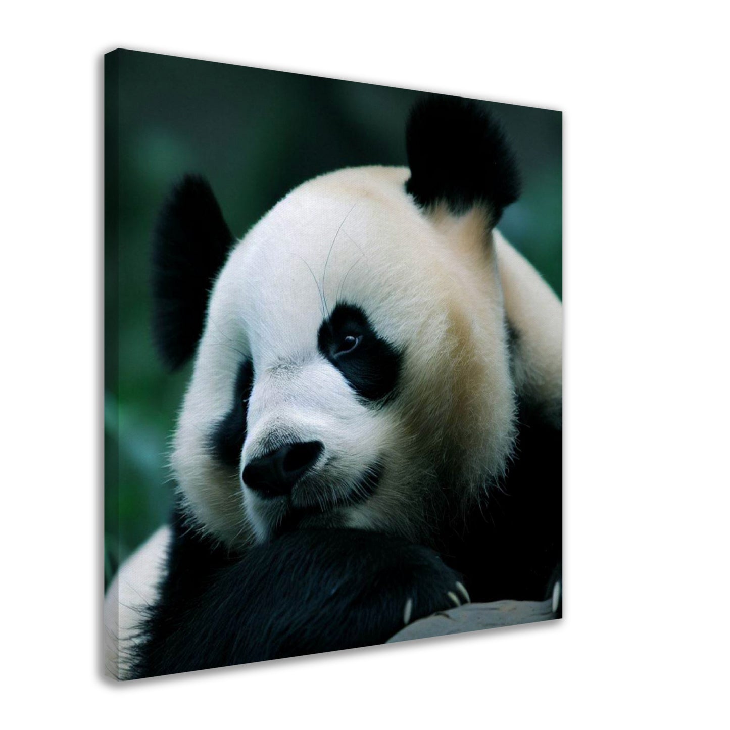 Adorable Panda Wall Art