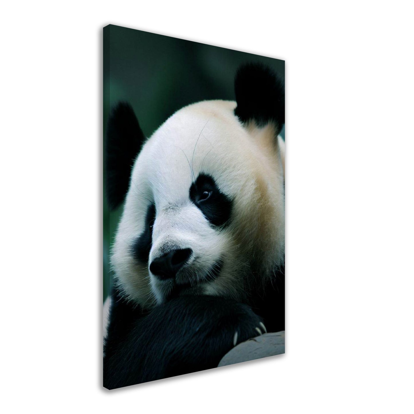 Adorable Panda Wall Art