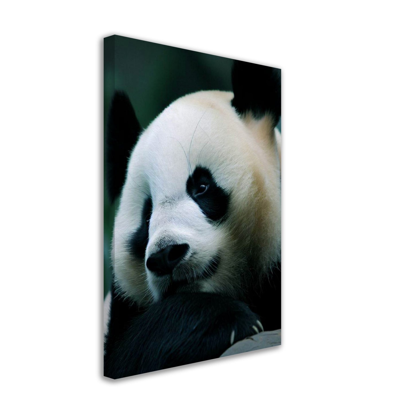 Adorable Panda Wall Art