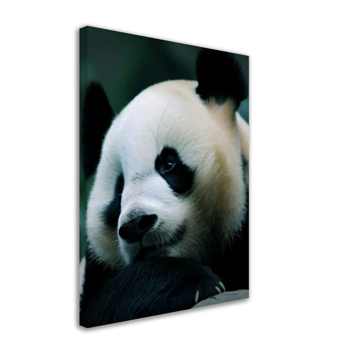 Adorable Panda Wall Art