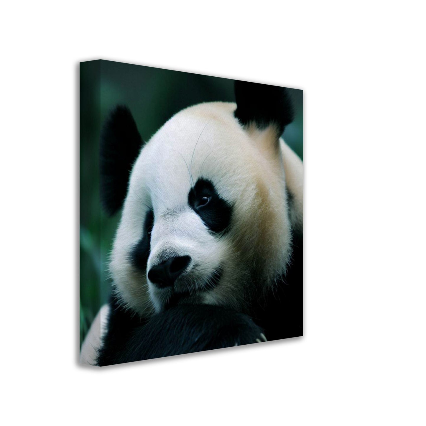 Adorable Panda Wall Art