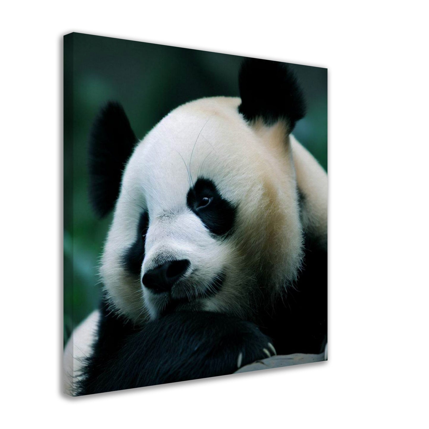 Adorable Panda Wall Art